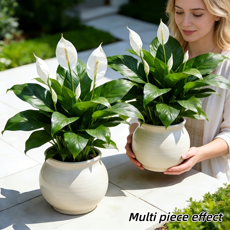 2 Pieces = 6 Flowers, Vase Not - Peace Lily White 리뷰 및 가격