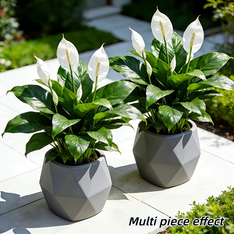 2 Pieces = 6 Flowers, Vase Not - Peace Lily White 리뷰 및 가격